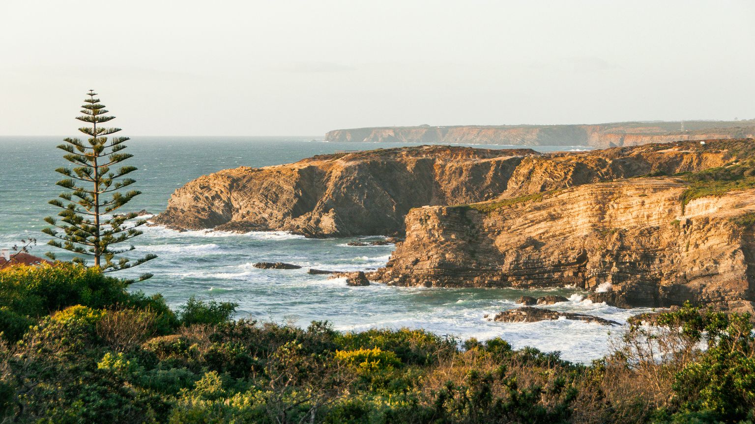 Coastal cliffs with ocean waves and a pine tree in the foreground, under a clear sky.
