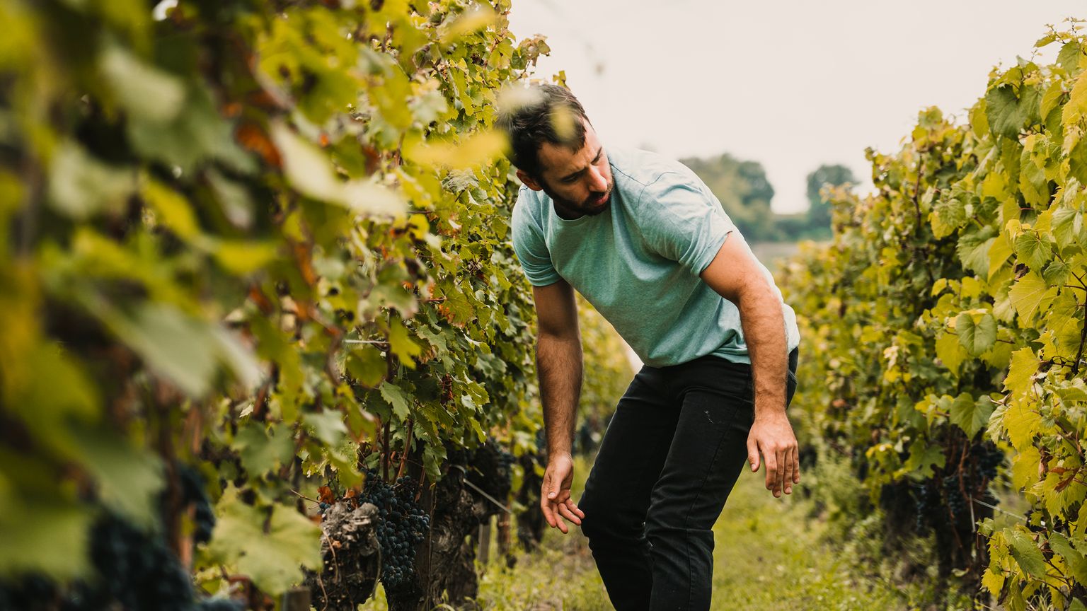 A man in a green shirt inspects grapevines in a vineyard, surrounded by lush green foliage and clusters of ripe grapes, in Bordeaux, France.