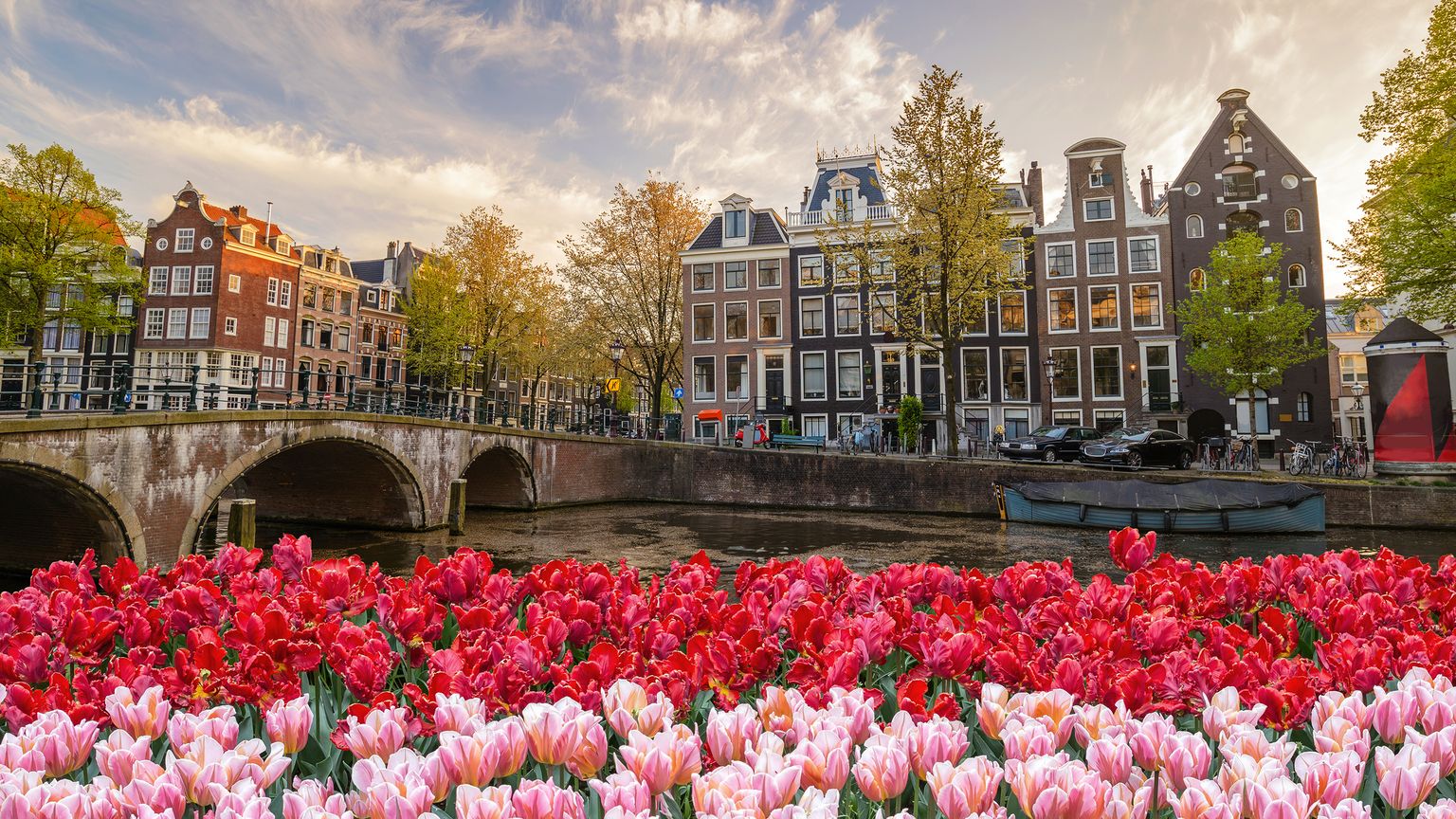 A scenic view of Amsterdam's canal with traditional buildings, a bridge, and vibrant red and pink tulips in the foreground.
