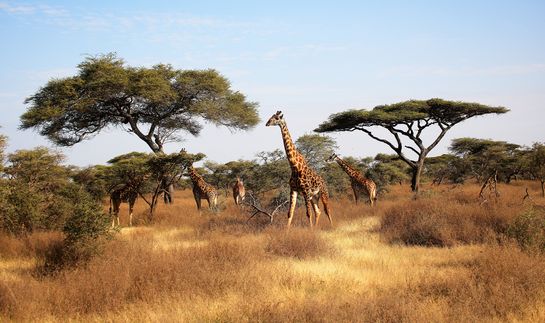 Giraffes standing among acacia trees in a grassy savanna under a clear blue sky.