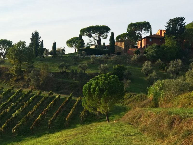 Rows of grapevines spread across a rolling green hillside, with olive trees, cypress trees, and rustic homes in the sunlit Italian countryside.