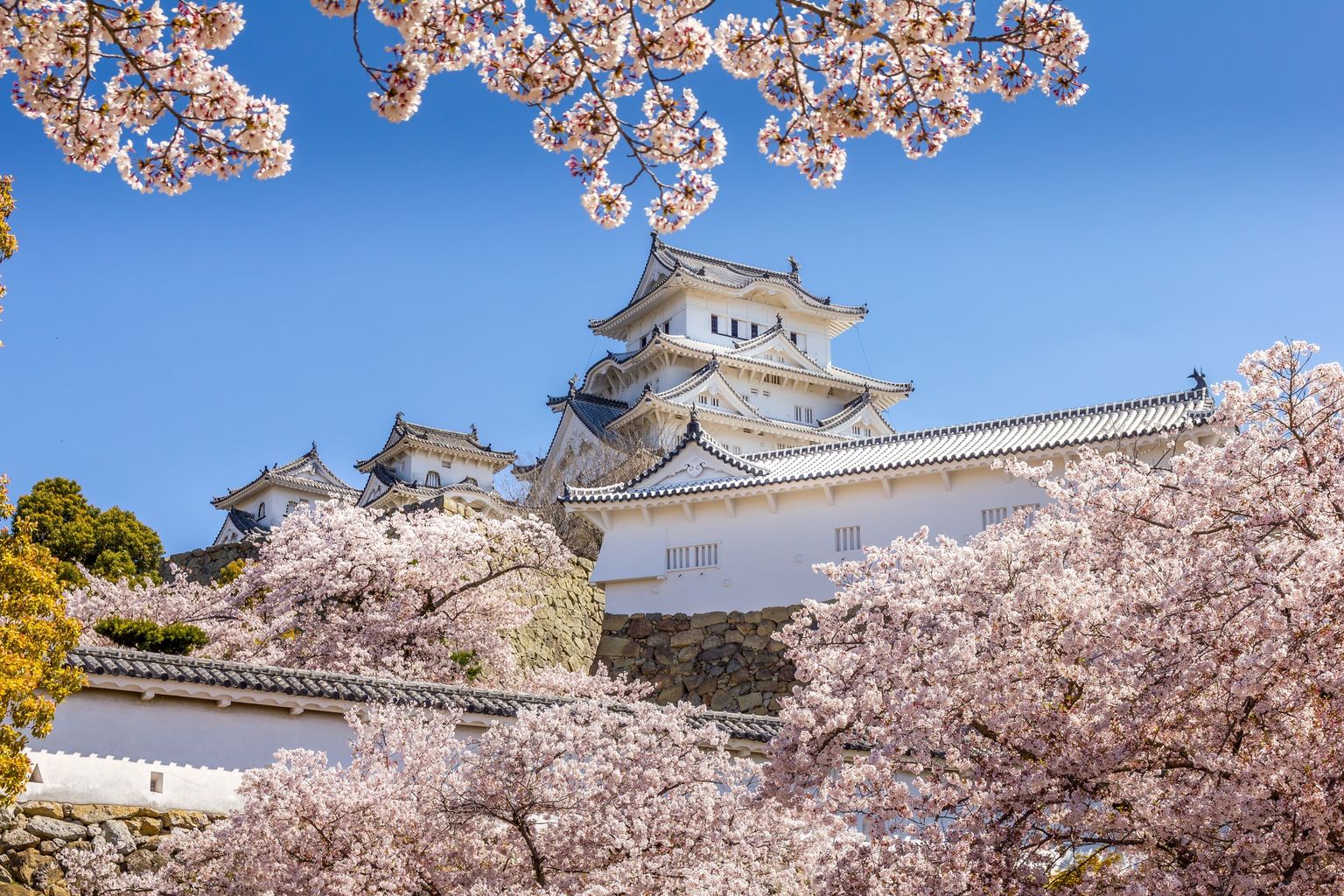 Himeji Castle surrounded by blooming cherry blossoms under a clear blue sky, showcasing traditional Japanese architecture.