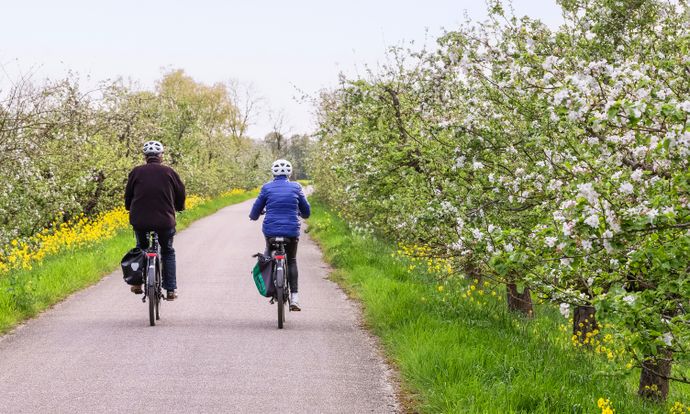 Two cyclists with helmets ride along a path bordered by blooming trees and yellow flowers on a clear day.