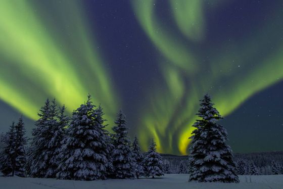 Aurora borealis illuminating a snowy forest beneath a starry night sky, with vibrant green and yellow lights swirling above.