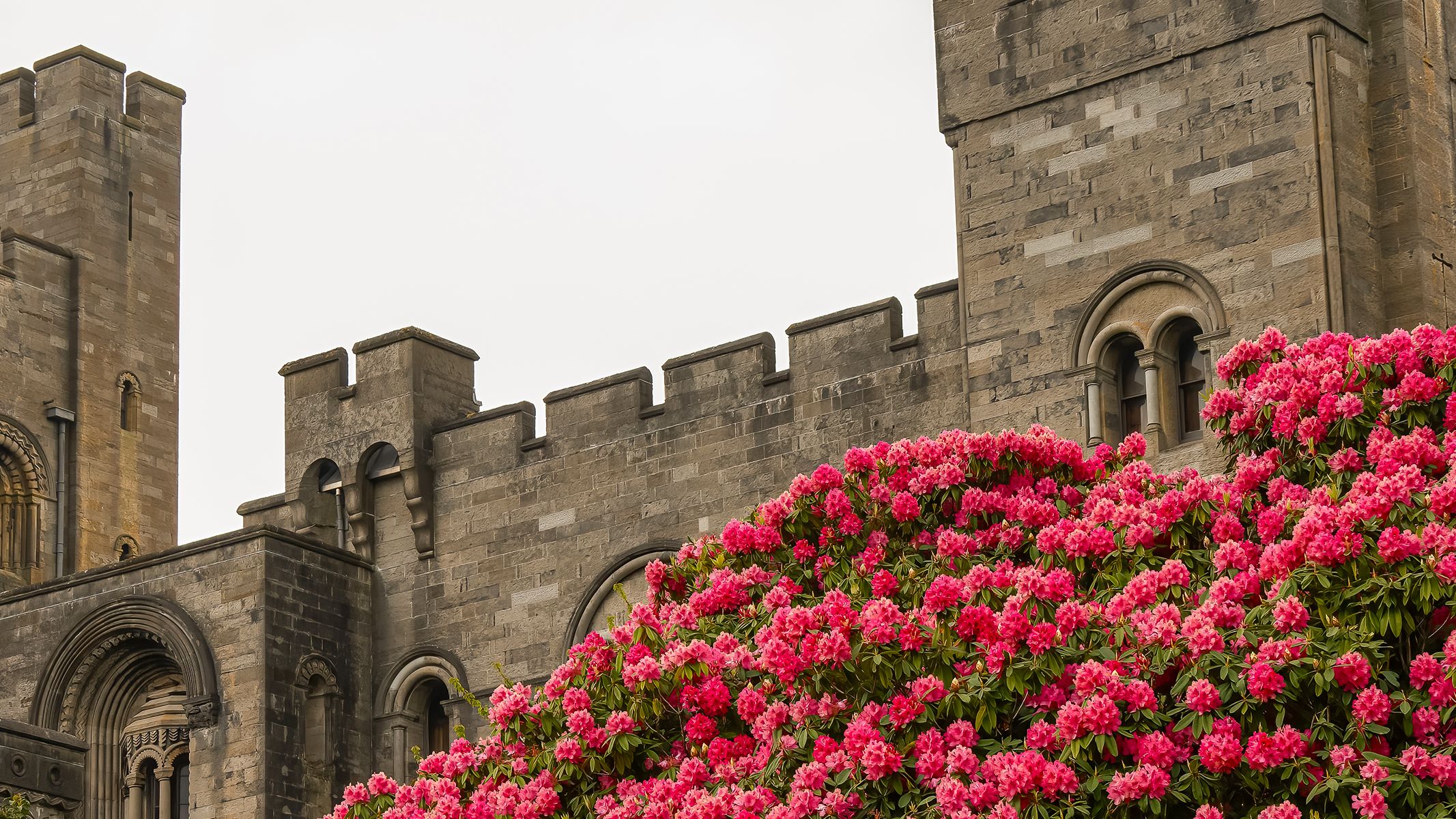 Historic stone castle with tall towers, gray walls, and arched windows, set against vibrant pink blooming flowers in the foreground.