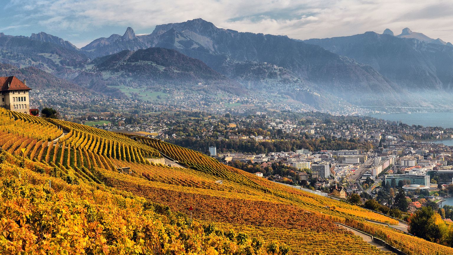Vineyard slopes leading to a lakeside town, with mountains in the background and scattered autumn-colored foliage.