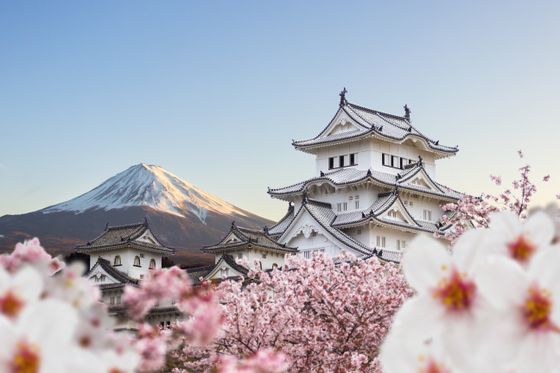 Traditional Japanese castle with ornate rooftops, surrounded by cherry blossoms, set against a backdrop of a snow-capped mountain under a clear sky.