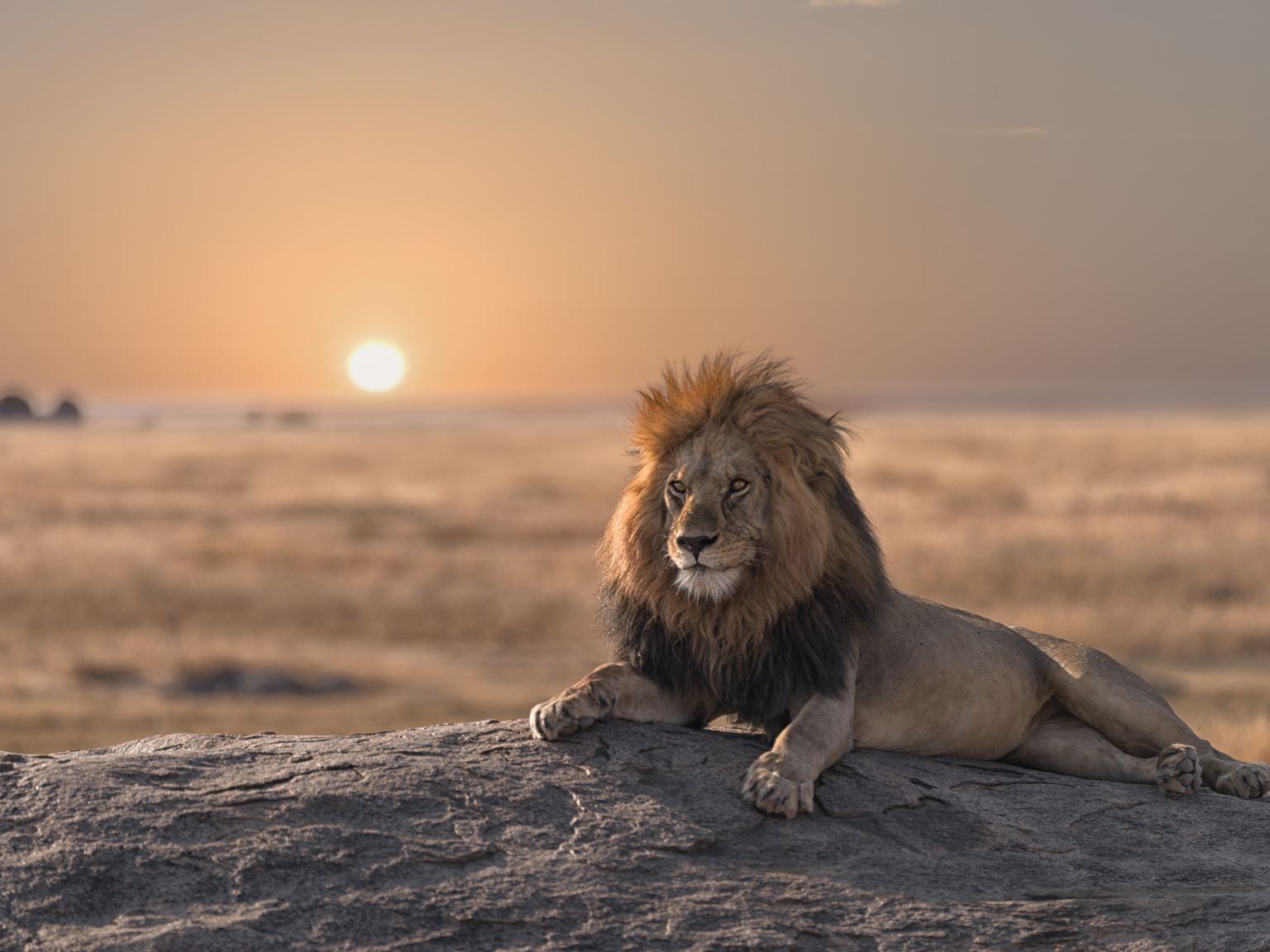 A majestic lion rests on a rock, gazing across a vast savannah at sunset, with a glowing sun on the horizon.