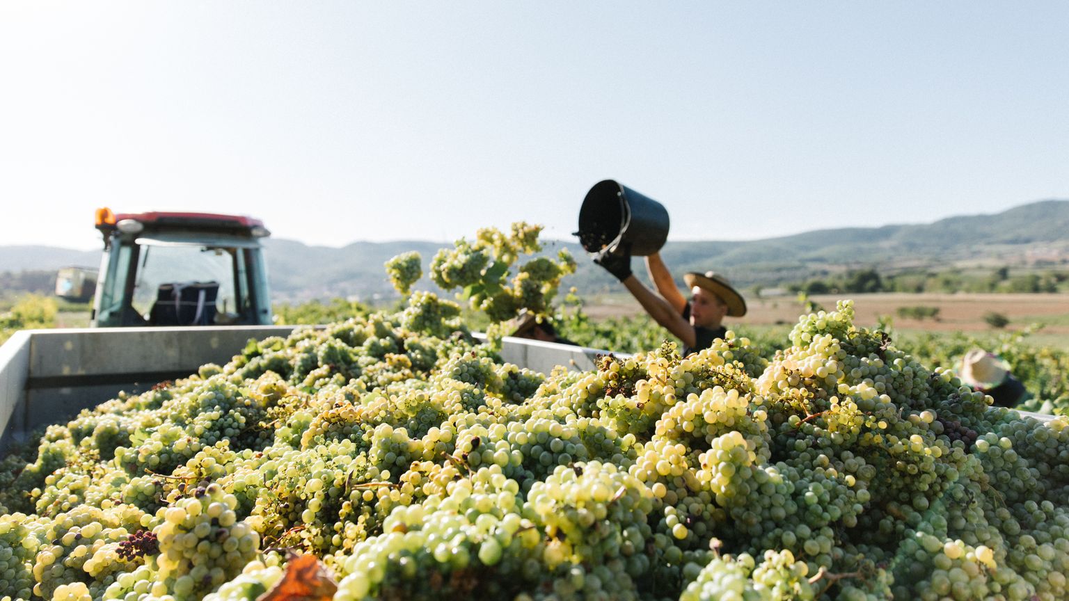 Worker pouring grapes into a tractor trailer on a sunny vineyard, with mountains in the background and a clear blue sky.