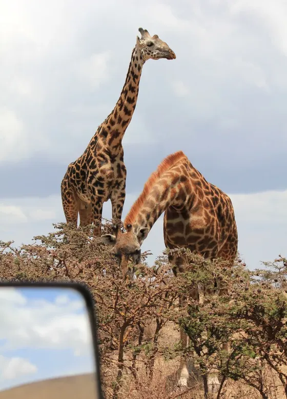 Two giraffes standing among acacia bushes. One is browsing while the other stands tall against a cloudy sky. Car mirror visible in the foreground.