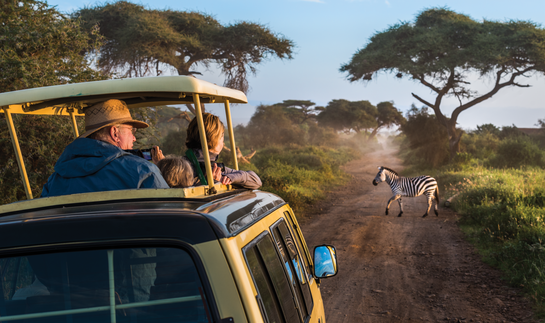 Travelers in an open-roof safari vehicle watch a zebra cross a dirt road lined with acacia trees in golden light.