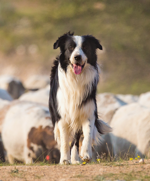 A black and white border collie stands on a grassy field with sheep blurred in the background, under a sunny sky.