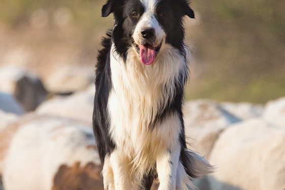 A black and white border collie stands on a grassy field with sheep blurred in the background, under a sunny sky.