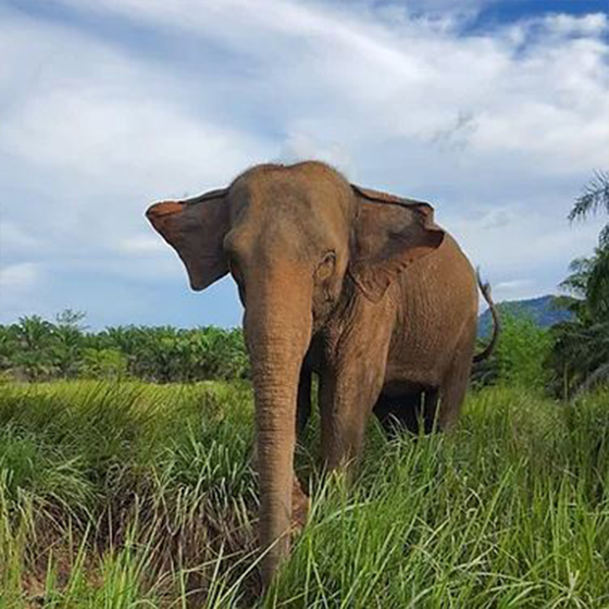 An elephant walking through lush grass under a partly cloudy sky, surrounded by palm trees and distant hills.