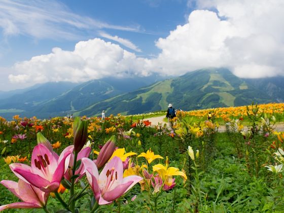 A vibrant alpine meadow with pink and yellow lilies, overlooking a distant mountain under a cloudy sky. Two hikers walk on a path.