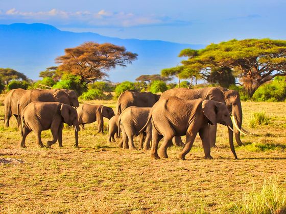 A herd of elephants walks across a grassy savanna, with scattered trees and distant mountains under a clear blue sky.