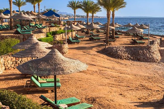 A beach with umbrellas, chairs, and palm trees