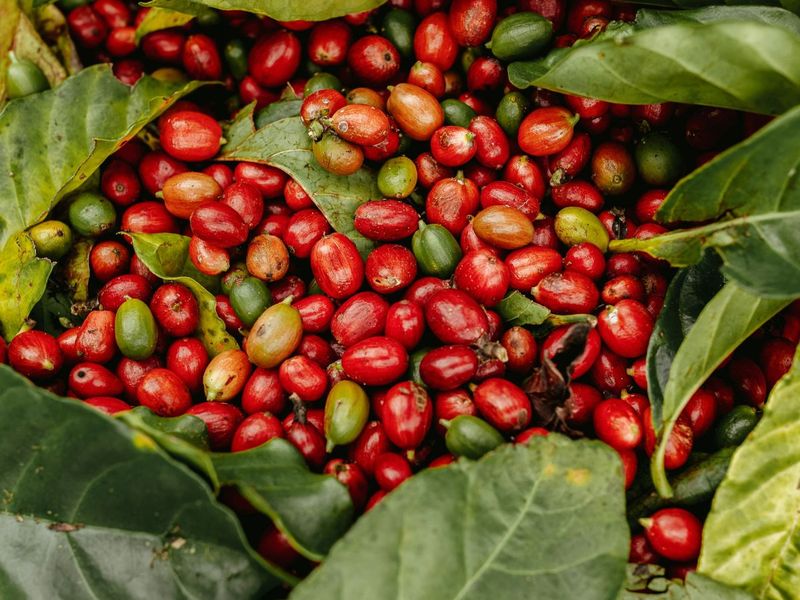 A pile of ripe red and green coffee cherries surrounded by green leaves.