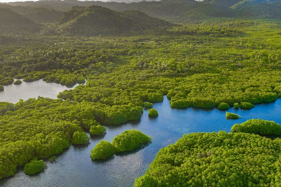 Aerial view of lush green trees surrounded by blue water, with distant hills under a cloudy sky.