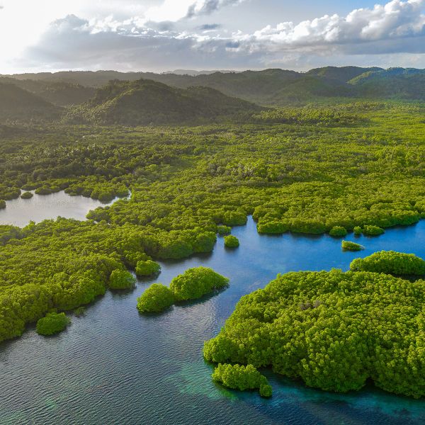Aerial view of lush green trees surrounded by blue water, with distant hills under a cloudy sky.
