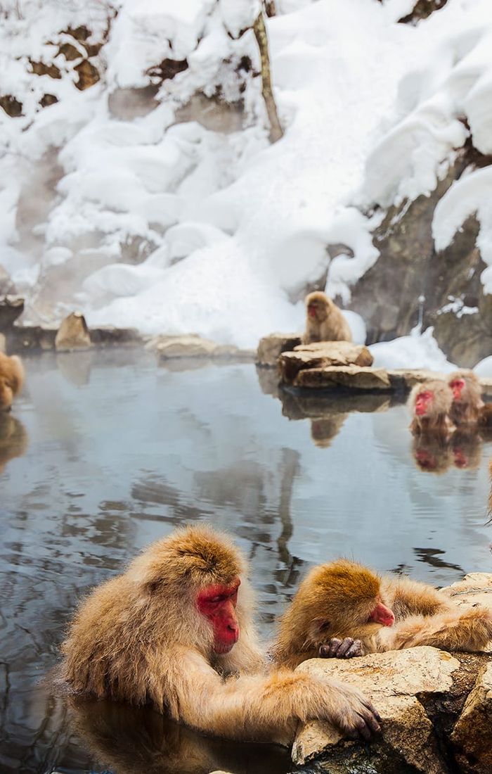 Snow monkeys relax in a steaming hot spring surrounded by snow-covered rocks and trees. Several monkeys sit on the rocks, while others soak in the water.