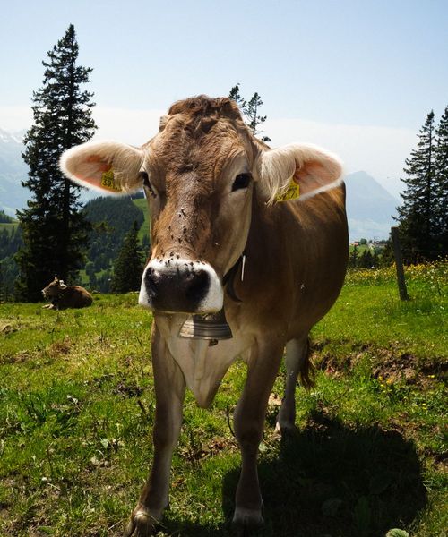 A brown cow with a bell around its neck stands on a grassy hillside with trees and mountains in the background.