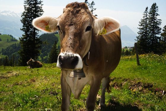 A brown cow with a bell around its neck stands on a grassy hillside with trees and mountains in the background.