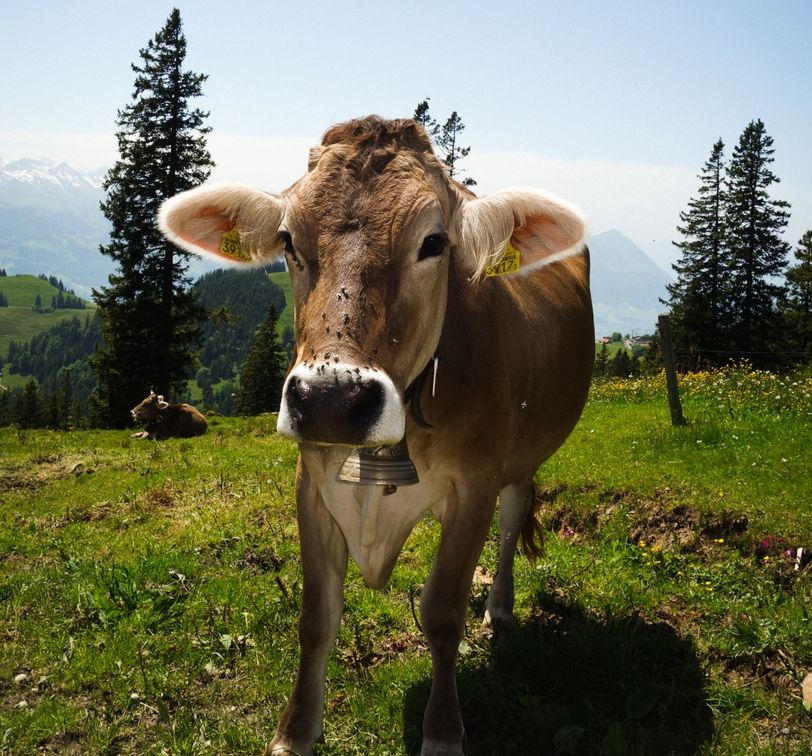 A brown cow with a bell around its neck stands on a grassy hillside with trees and mountains in the background.