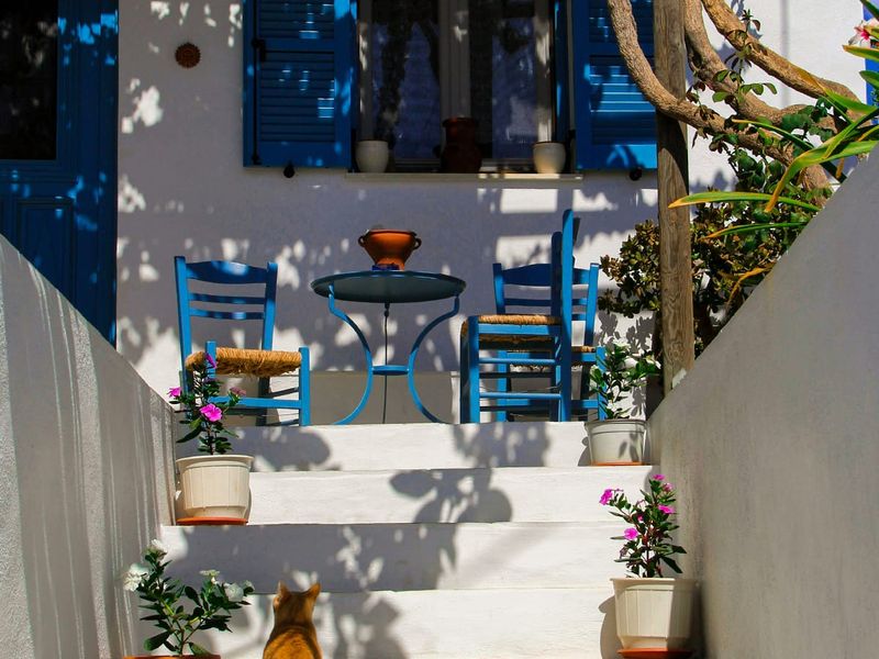 A cat climbs white steps toward a patio with blue chairs and table, surrounded by potted plants and blue shutters in bright sunlight.