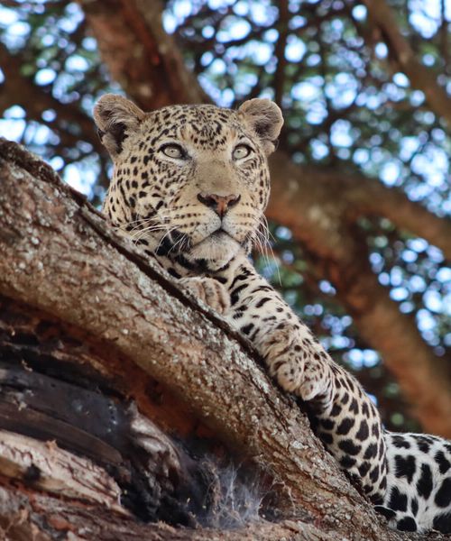 A leopard lounging on a tree branch, gazing intently. The background is a blur of leaves and branches, suggesting a dense forest.