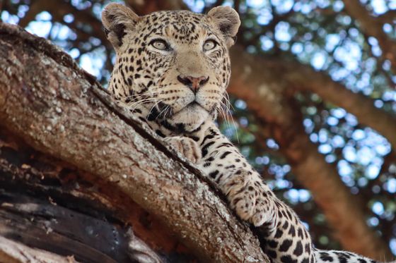 A leopard lounging on a tree branch, gazing intently. The background is a blur of leaves and branches, suggesting a dense forest.