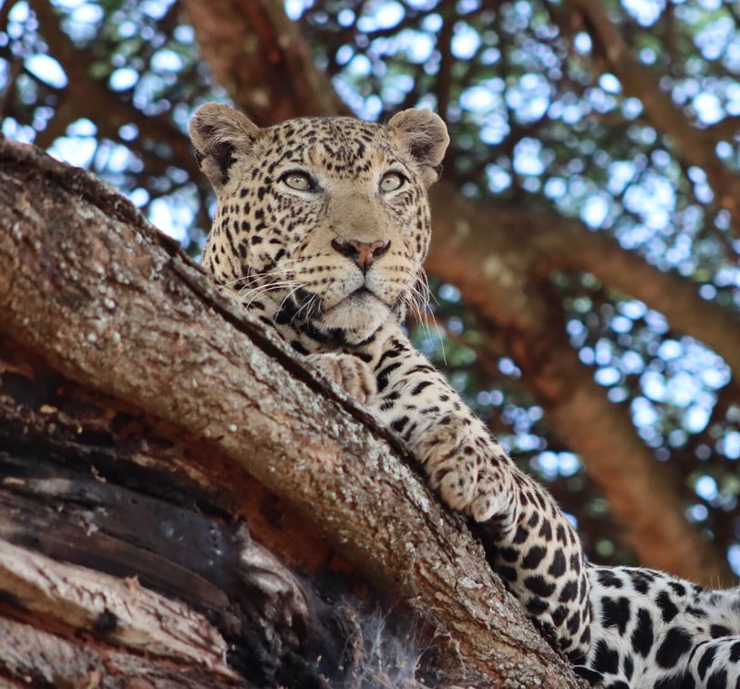 A leopard lounging on a tree branch, gazing intently. The background is a blur of leaves and branches, suggesting a dense forest.