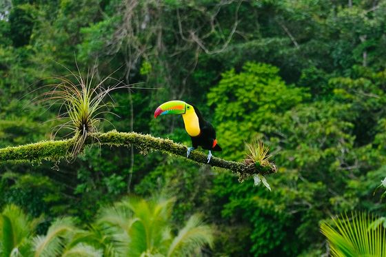 A toucan with a vibrant beak perched on a mossy branch, surrounded by lush green rainforest foliage.