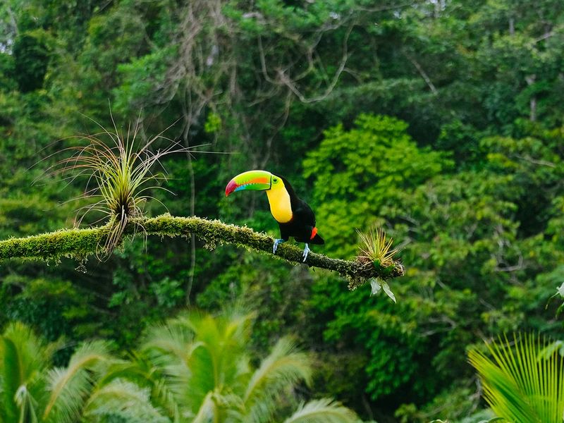 A toucan with a vibrant beak perched on a mossy branch, surrounded by lush green rainforest foliage.