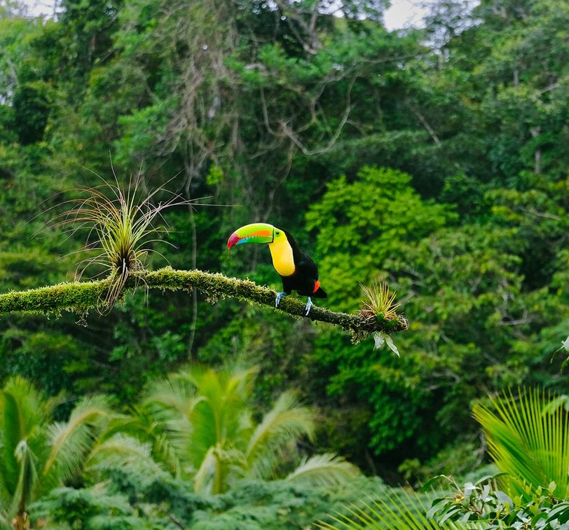 A toucan with a vibrant beak perched on a mossy branch, surrounded by lush green rainforest foliage.