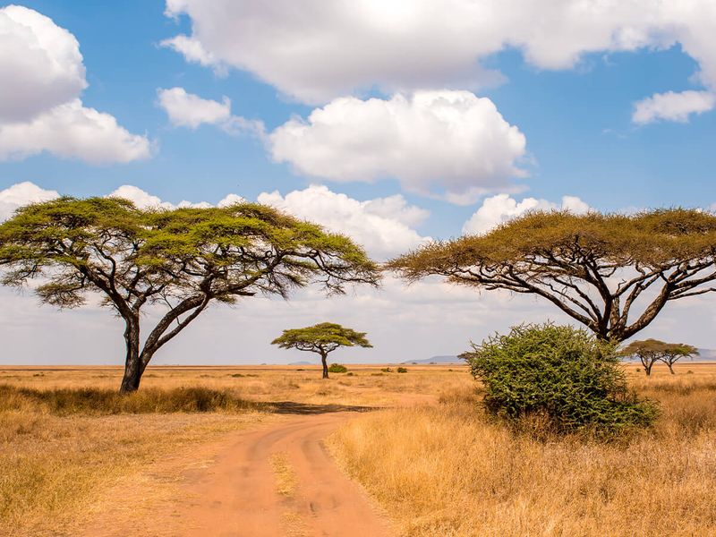 Dirt road through an African savanna landscape with acacia trees under a blue sky with scattered white clouds.
