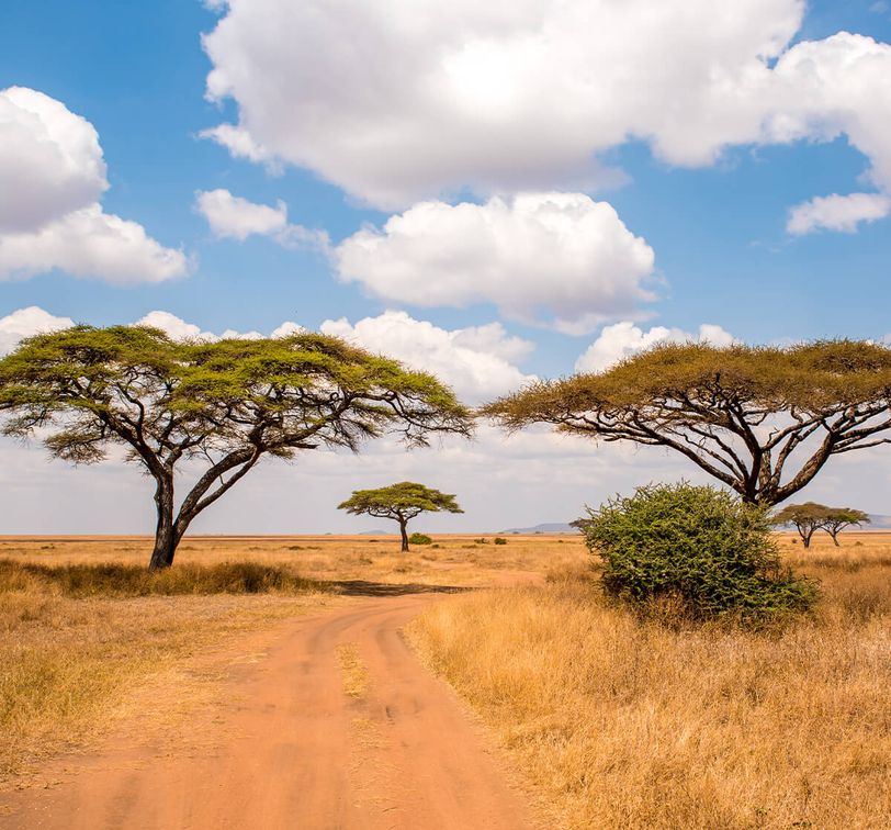 Dirt road through an African savanna landscape with acacia trees under a blue sky with scattered white clouds.
