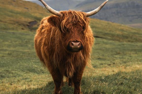 Highland cow with long shaggy fur and curved horns stands on a grassy hillside, with misty mountains in the background.