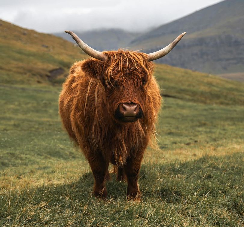 Highland cow with long shaggy fur and curved horns stands on a grassy hillside, with misty mountains in the background.