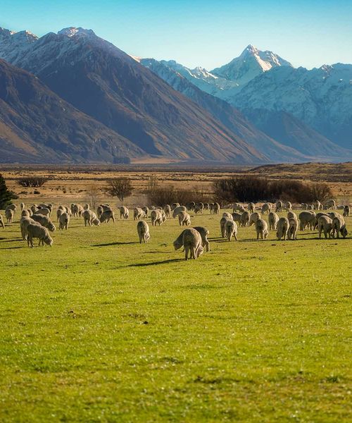 A flock of sheep grazes on a lush green field with majestic snow-capped mountains in the background under a clear blue sky.