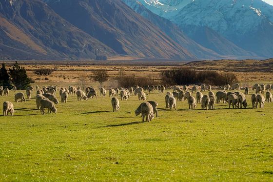 A flock of sheep grazes on a lush green field with majestic snow-capped mountains in the background under a clear blue sky.