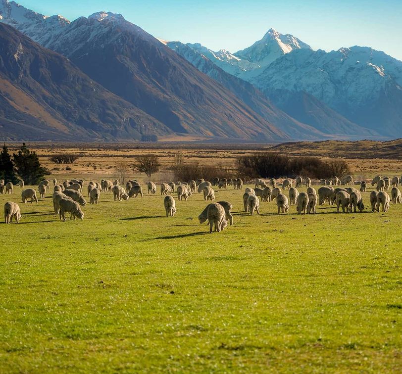 A flock of sheep grazes on a lush green field with majestic snow-capped mountains in the background under a clear blue sky.