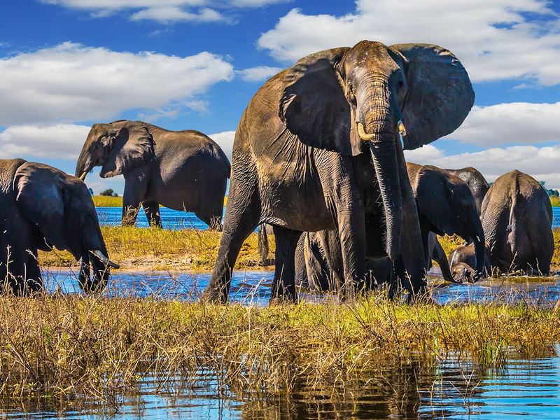 A herd of elephants stands in shallow water under a vibrant blue sky with scattered clouds, surrounded by grass and reflecting in the water.