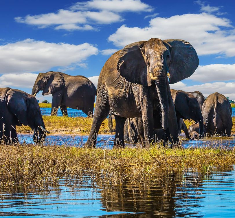 A herd of elephants stands in shallow water under a vibrant blue sky with scattered clouds, surrounded by grass and reflecting in the water.