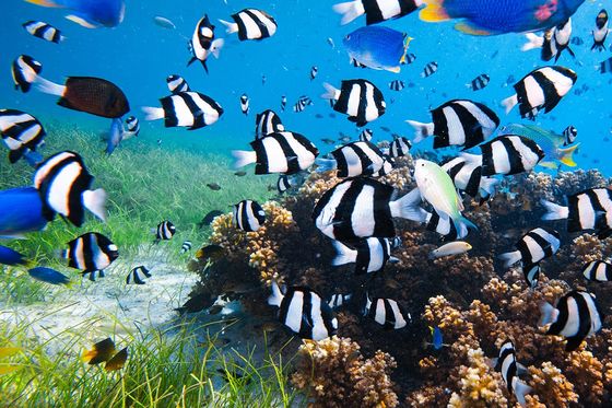 Colorful tropical fish swim around a coral reef in clear blue water, with sea grass visible on the sandy ocean floor.