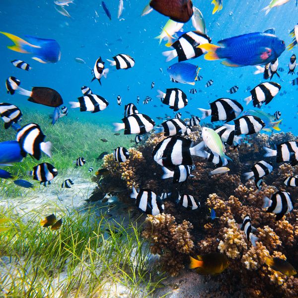 Colorful tropical fish swim around a coral reef in clear blue water, with sea grass visible on the sandy ocean floor.