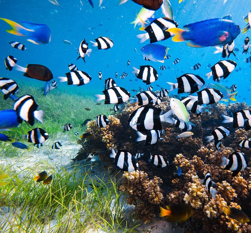Colorful tropical fish swim around a coral reef in clear blue water, with sea grass visible on the sandy ocean floor.
