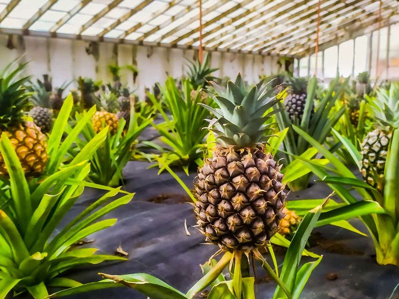 Pineapples growing in a greenhouse, with lush green leaves and ripe fruit under a glass roof.
