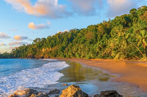 Tropical beach with golden sand, lush green palm trees, rocky shoreline, and gentle ocean waves under a vibrant blue sky with fluffy clouds.