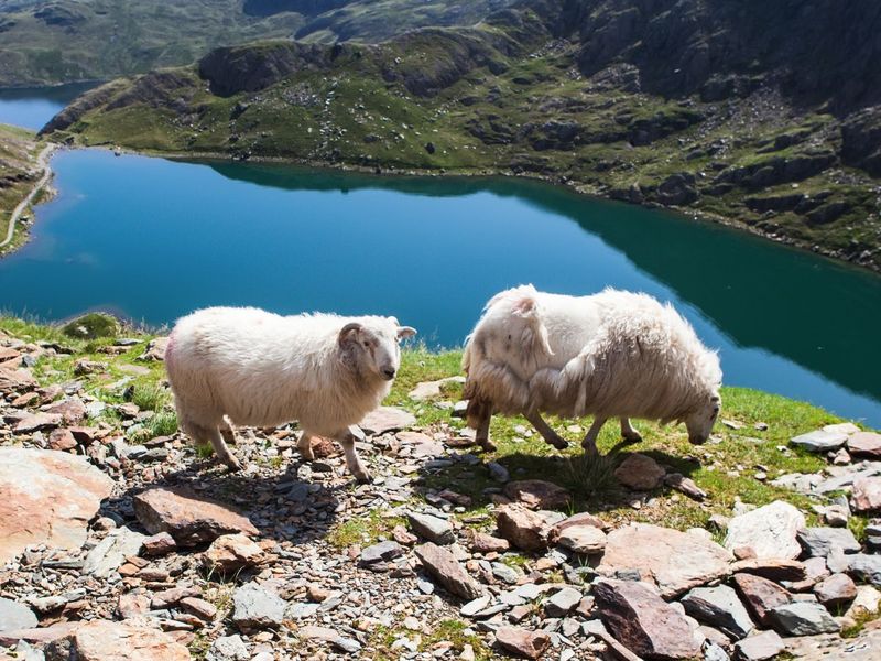 Two sheep standing on rocky terrain overlooking a turquoise lake surrounded by green hills and mountains under a clear blue sky.